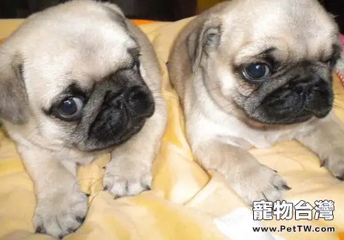 巴哥犬吃什麼比較好（1圖）-寵物台灣