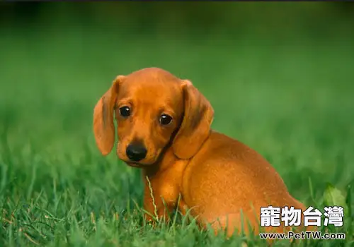 臘腸犬打架厲害嗎(1圖)-寵物台灣