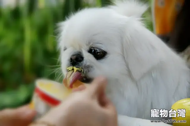 夏天狗狗能吃冰冷的食物嗎