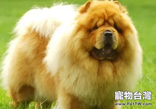 狗狗中暑不要用冰塊（1圖）-寵物台灣