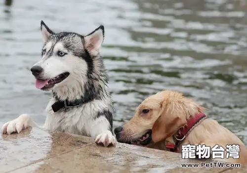 什麼樣的狗狗適合游泳