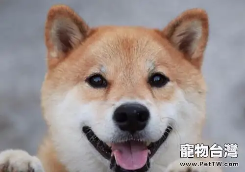 柴犬的特性有哪些(1圖)-寵物台灣