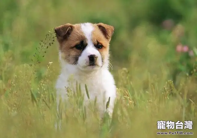 家有狗狗 夏天如何驅蚊