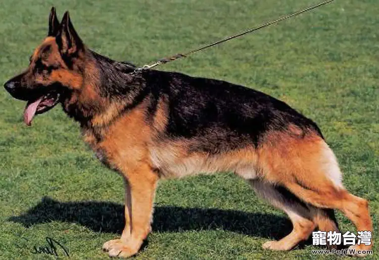 德國牧羊犬的性格特點0(1圖)-寵物台灣