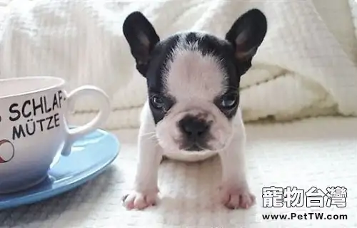 八哥犬吃骨頭該注意什麼(1圖)-寵物台灣