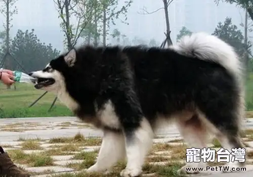為什麼狗狗打完疫苗後沒精神(1圖)-寵物台灣
