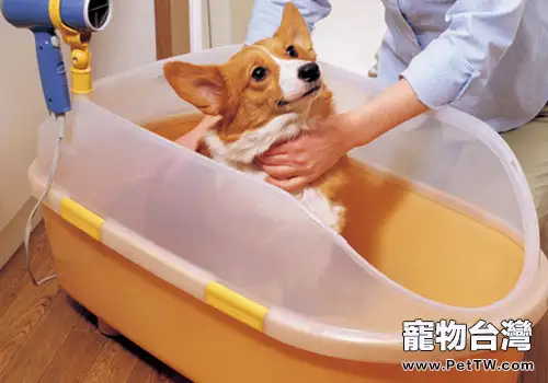 幫狗狗吹毛的方法（1圖）-寵物台灣