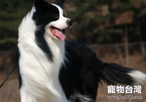 邊境牧羊犬的體味重嗎