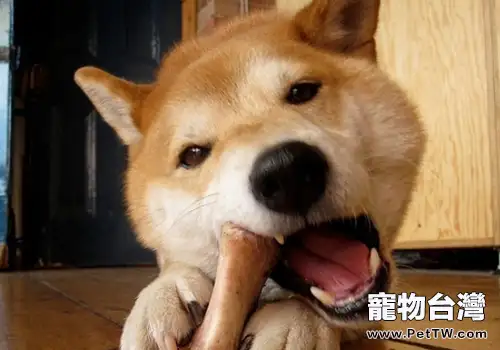 哪些骨頭不能餵食狗狗