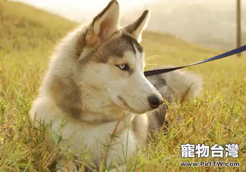 看自己是否適合飼養哈士奇（1圖）-寵物台灣