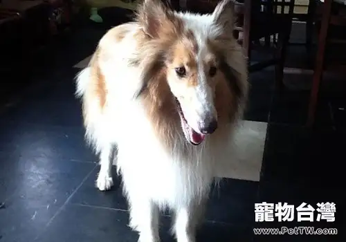 狗狗正常掉毛與病理性掉毛(1圖)-寵物台灣