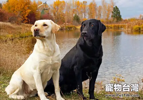 狗狗流鼻涕怎麼辦