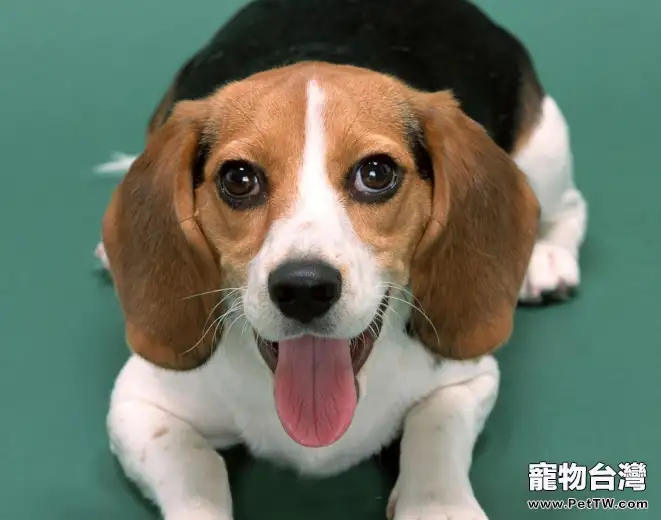 如何給小獵犬梳理毛髮(1圖)-寵物台灣