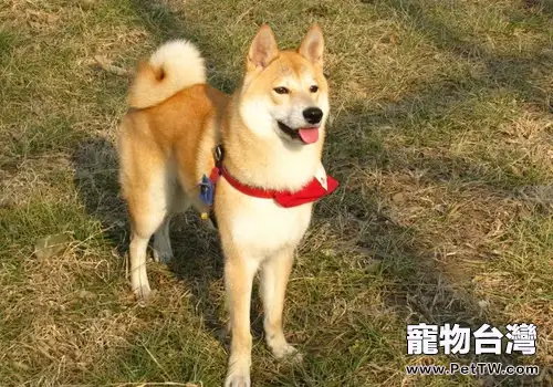 狗狗不認主人的原因(1圖)-寵物台灣
