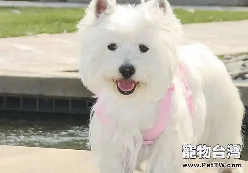 狗狗環境變化後的護理