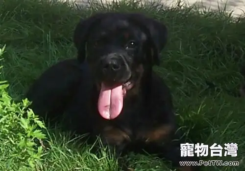羅威那秋季飼養方法
