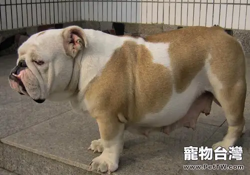 關於狗狗爪子的誤區