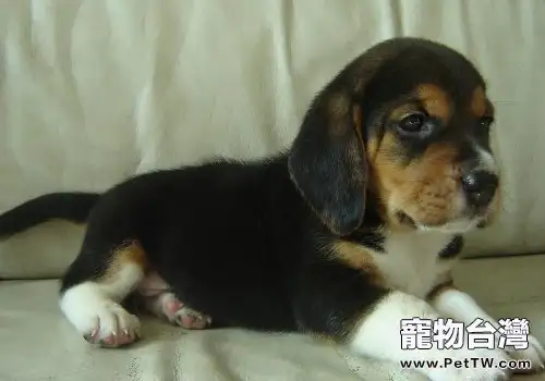 不要過分得嬉戲幼犬