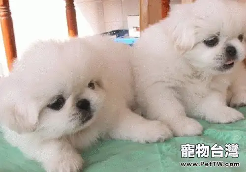 獅子狗(京叭犬)的眼部護理(1圖)-寵物台灣