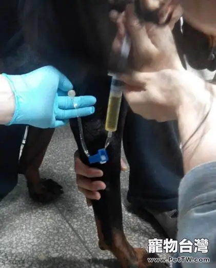 一例杜賓犬的胸腔積液的病例分析