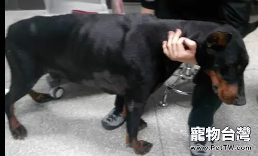 一例杜賓犬的胸腔積液的病例分析