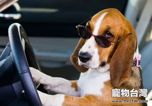 狗狗需要的營養有哪些（1圖）-寵物台灣