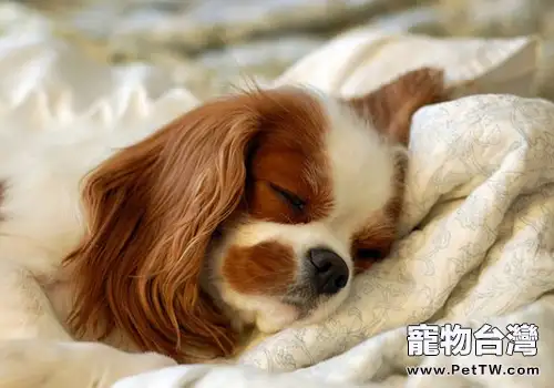 狗狗吃糖有什麼危害（1圖）-寵物台灣