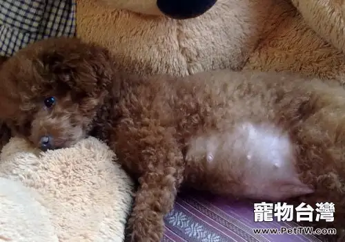 如何判斷狗狗是否真的懷孕(1圖)-寵物台灣