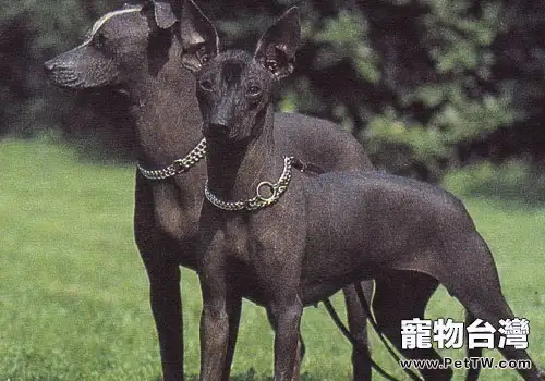 怎麼知道狗狗是否餓了