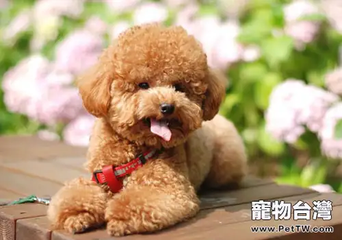 老人養什麼狗比較好（1圖）-寵物台灣