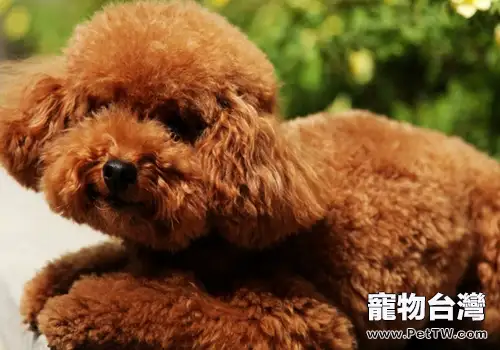 泰迪狗怎麼才是健康(1圖)-寵物台灣