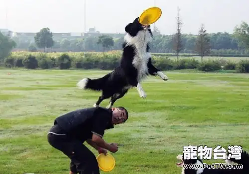 如何訓練狗狗接飛盤