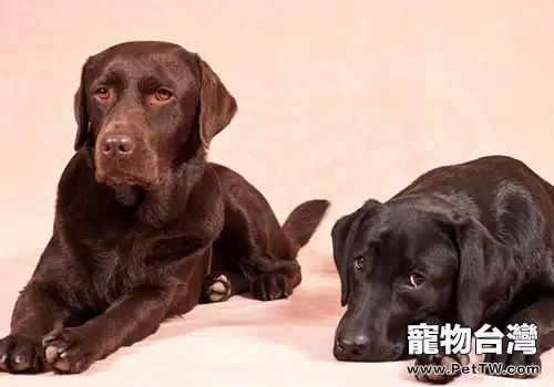 拉布拉多打架厲害嗎(1圖)-寵物台灣