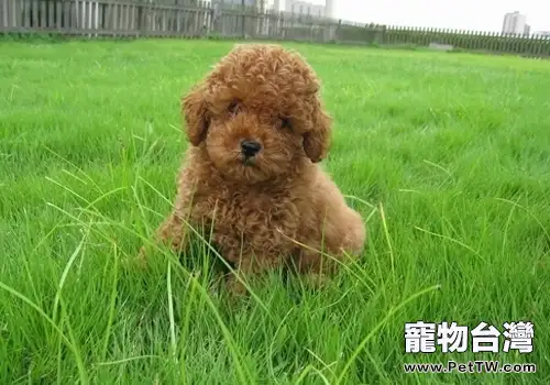 泰迪狗懷孕的特徵