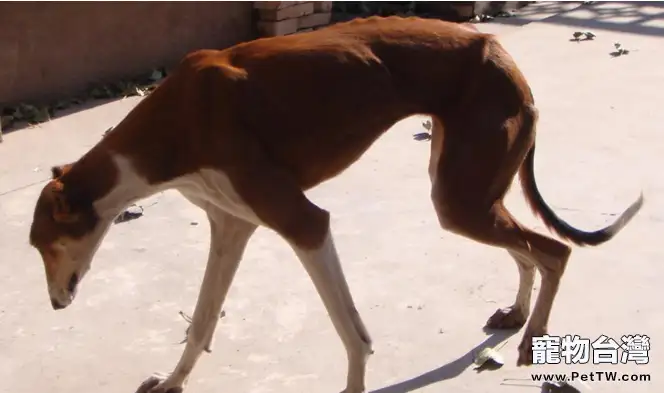 關於靈緹犬的資料介紹