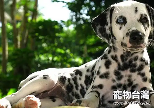 如何判斷大麥町犬的優劣(1圖)-寵物台灣