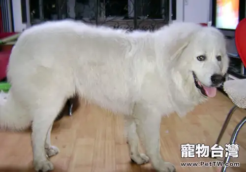 怎麼幫大白熊洗澡(1圖)-寵物台灣