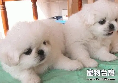 獅子狗（京叭犬）生病的常見徵兆