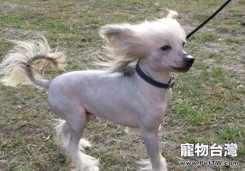 中國冠毛犬怎麼養