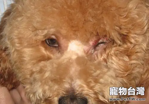 狗狗眼睛腫睜不開怎麼辦(1圖)-寵物台灣