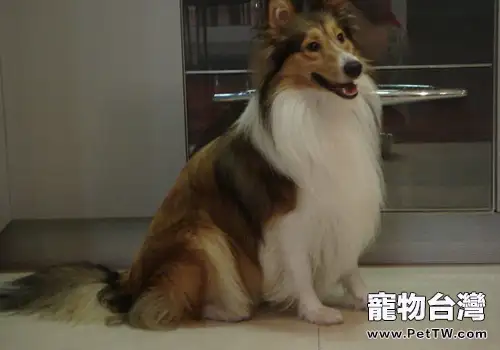 喜樂蒂牧羊犬聽話嗎
