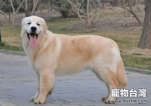 黃金獵犬有口臭怎麼辦