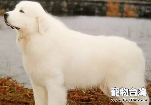 大白熊犬聽話嗎(1圖)-寵物台灣