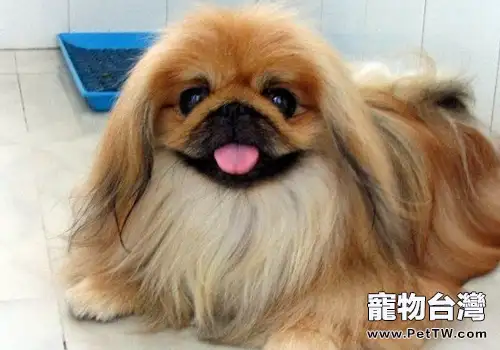 北京犬有什麼優缺點