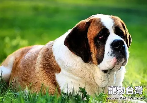 聖伯納犬的體味重嗎