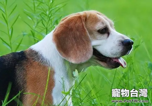 小獵犬適合看家嗎