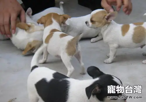 吉娃娃犬能看家嗎