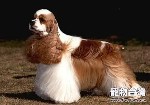 可卡犬發情怎麼辦(1圖)-寵物台灣