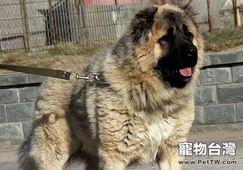 高加索犬的飼養前準備（1圖）-寵物台灣