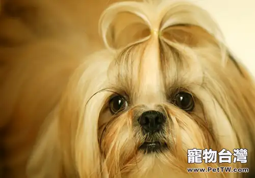中國的名犬有哪些